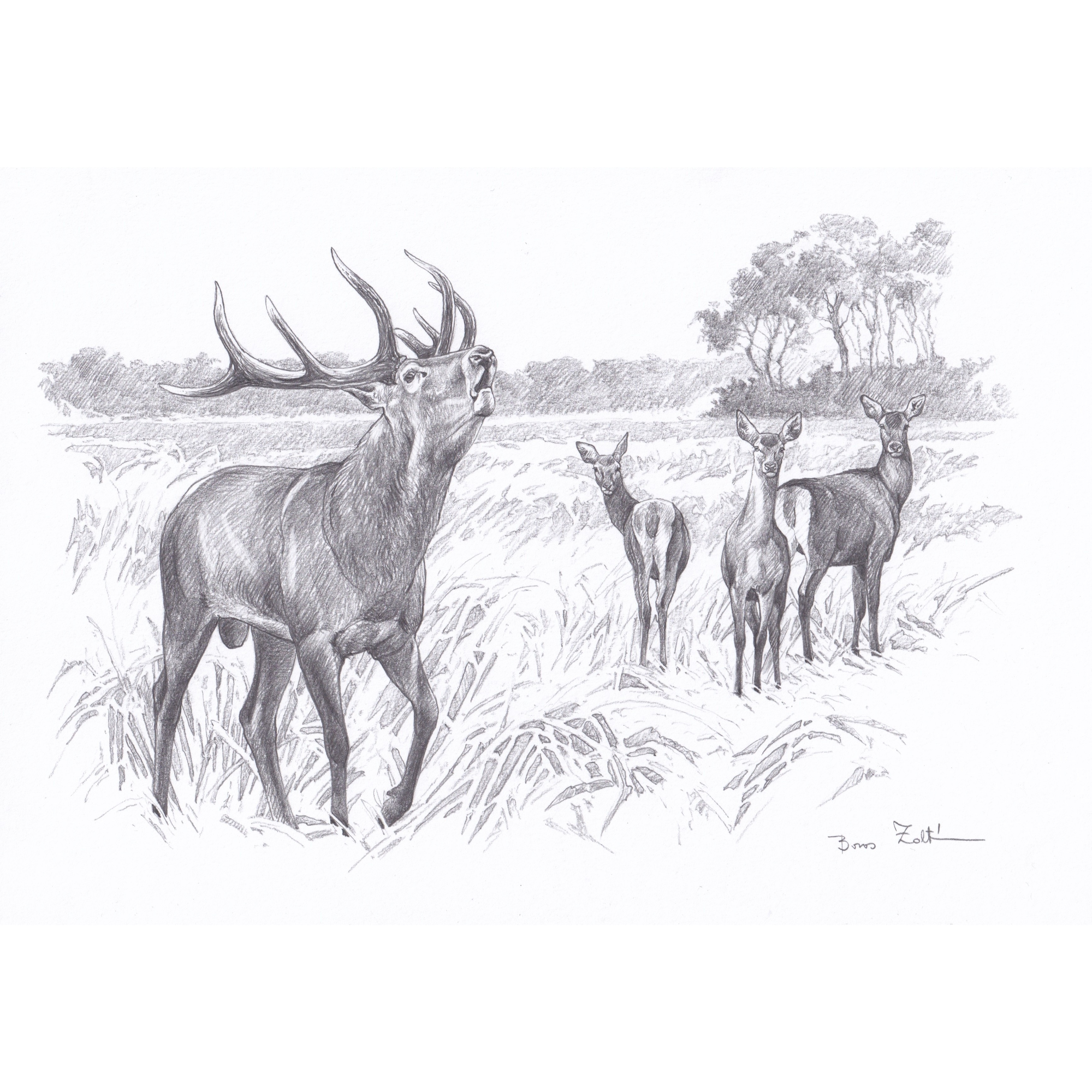 “Red Stag with Hinds” 